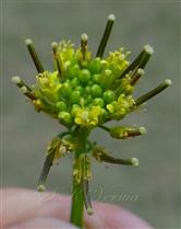  Inflorescence